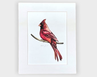 Red Male Cardinal Watercolor Painting with Ink Drawing (8x10 PRINTS)