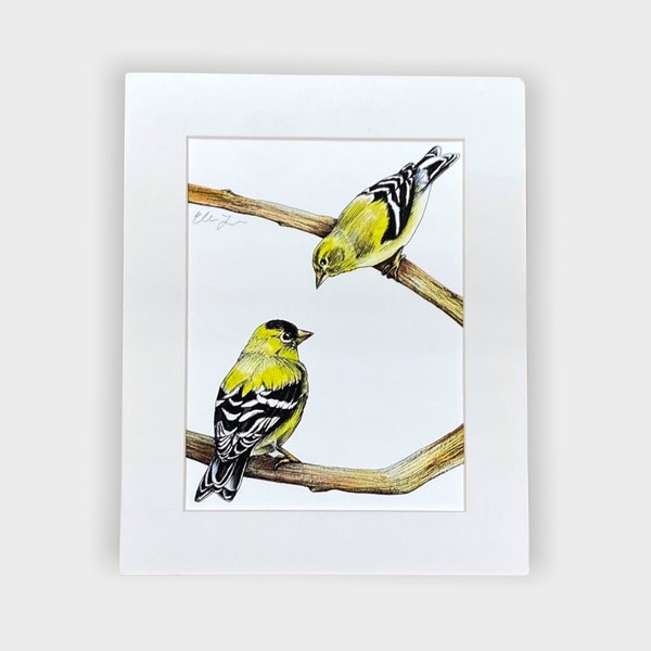 Golden Finches Bird Watercolor Painting with Ink Drawing (8x10 PRINTS)