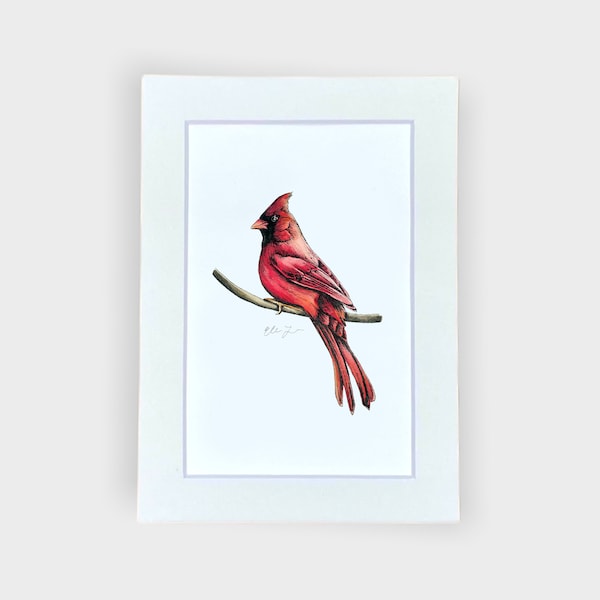 Red Cardinal Bird Watercolor and Pen Illustrated Drawing (5x7 Matted Print)