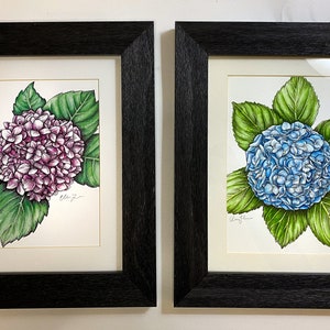 Set of 2 - Pink and Nantucket Blue Hydrangea Flowers, Watercolor Painting with Pen & Ink Botanical Illustration Drawings (8x10 Prints)