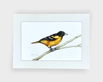 Orange Oreole Bird Illustration Drawing (5x7 Matted Print)