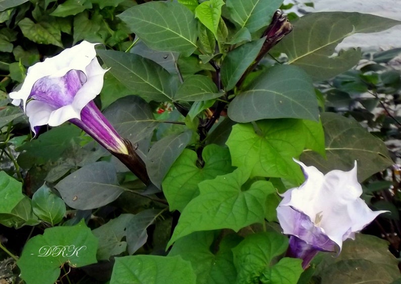 100 Plus Purple Moonflower Seed Gabriel Trumpet Flower. Etsy