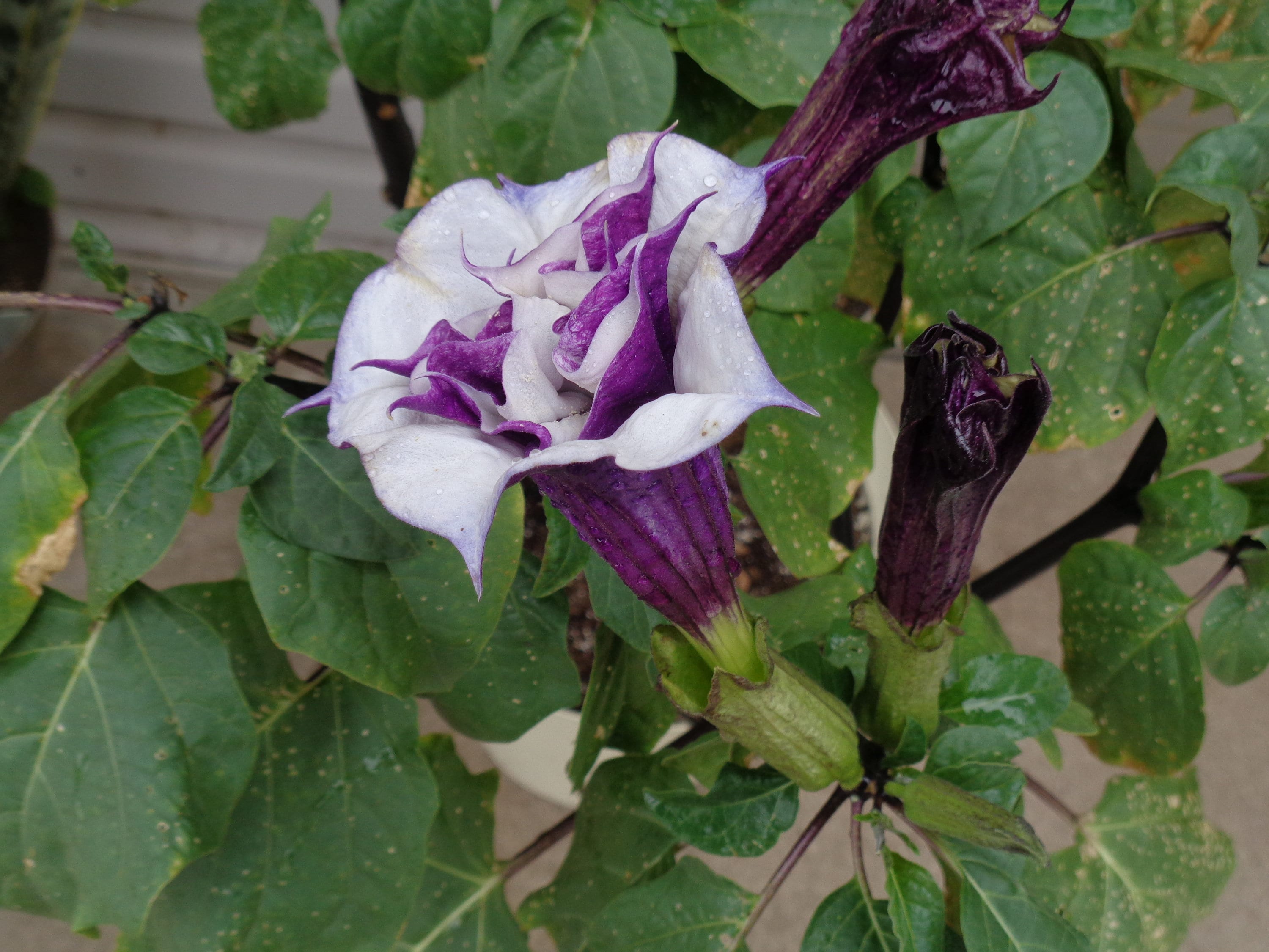 100 más Purple Moonflower Seed Gabriel Trumpet Flower. Etsy España