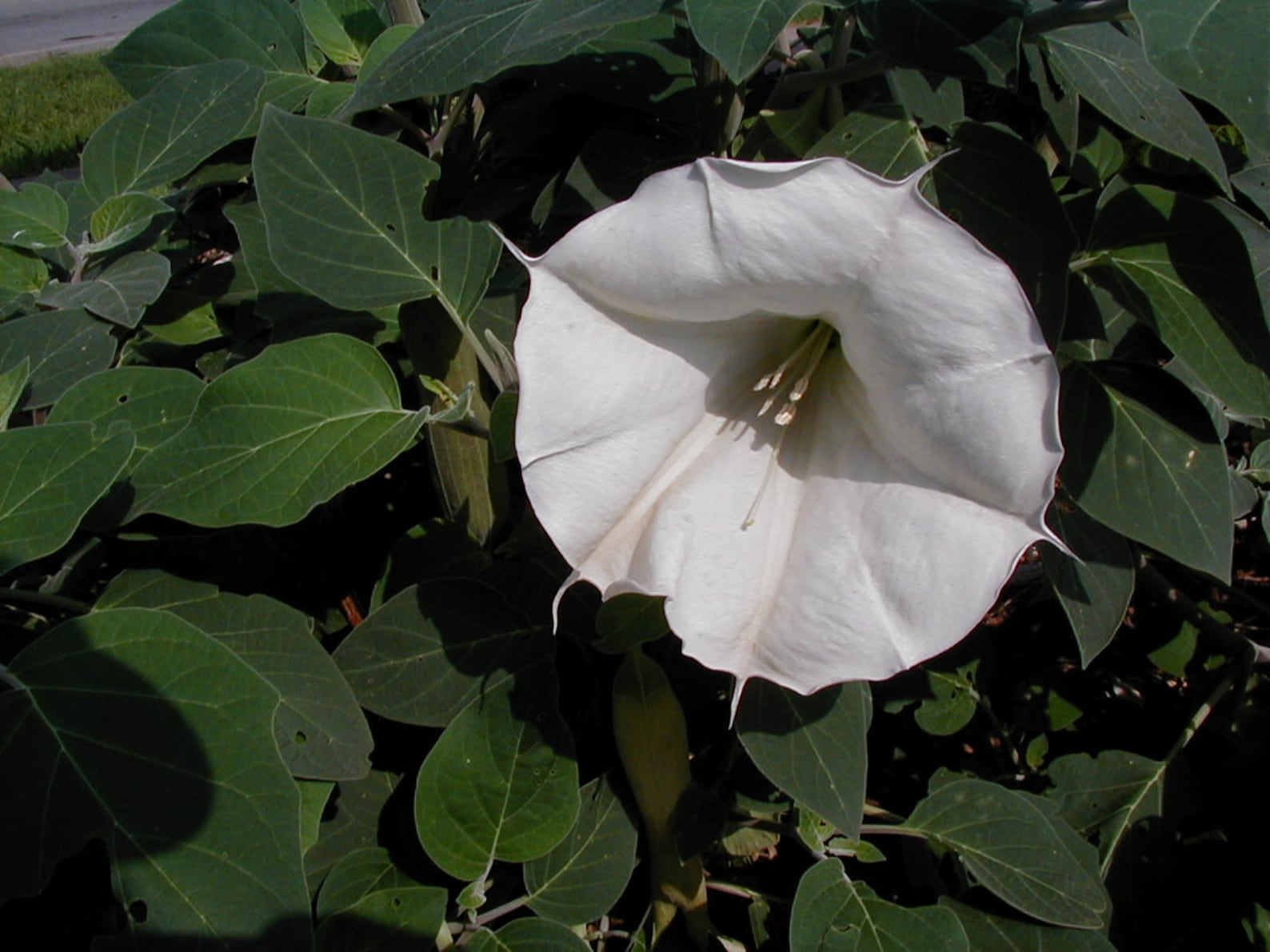 100 plus White or Purple Moonflower Seed Gabriel Trumpet Etsy