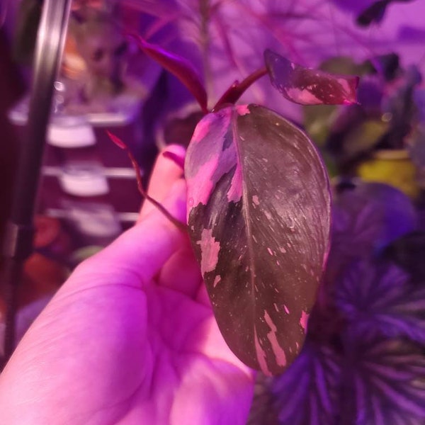 Pink Princess Philodendron Rooting Cutting