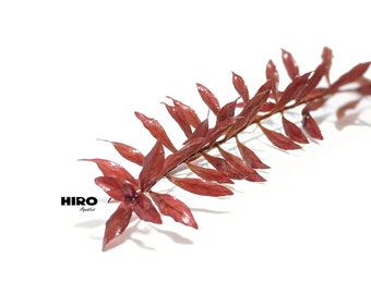 Red Ludwigia Palustris, Aquarium Plants for beginner, Red Freshwater Plant