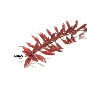Red Ludwigia Palustris, Aquarium Plants for beginner, Red Freshwater Plant image 1