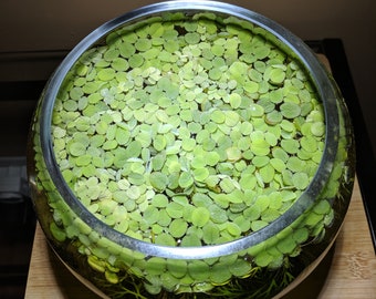Könnte beinhalten: Eine klare Glasschale gefüllt mit Wasser und einer dichten Schicht grüner Wasserpflanzen. Die Pflanzen sind klein und rund und ähneln Miniatur-Seerosen.