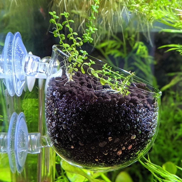 Crystal Glass Aquatic Cup Pot for Fish Tank Aquarium