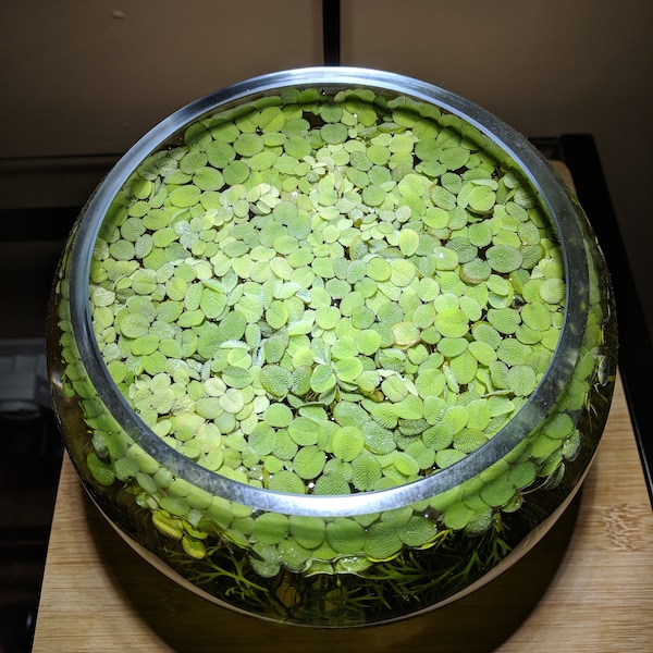 Aquatic Water Spangles, Salvinia Minima, Common Salvinia, Aquarium Floating Plants