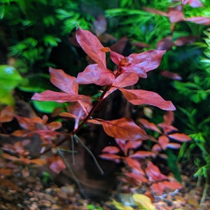 Red Ludwigia Palustris, Aquarium Plants for beginner, Red Freshwater Plant image 3