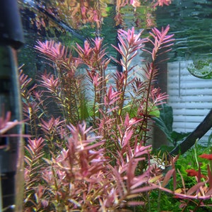 Rotala 'Vietnam H'ra', Mid to Background Plants image 1