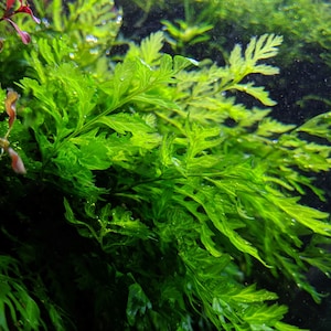Live African Water Fern / Bolbitis heudelotii, Aquarium Plants