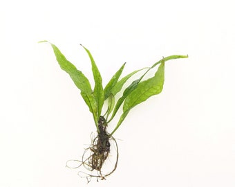 Java Fern, Microsorum pteropus, Green Aquatic Plants for beginners, Mid to Background Plants