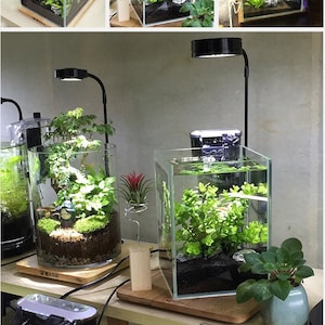 May include: A clear glass aquarium tank featuring a black hanging filter, a black LED lamp on a flexible arm, dark substrate, and green aquatic plants. The tank sits on a light-colored wooden base, showcasing a self-contained aquatic ecosystem.