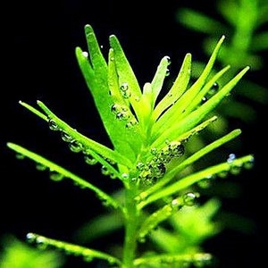 Green Rotala / Rotala Rotundifolia / Mid-Background Aquatic Plants