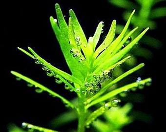 Green Rotala / Rotala Rotundifolia / Mid-Background Aquatic Plants