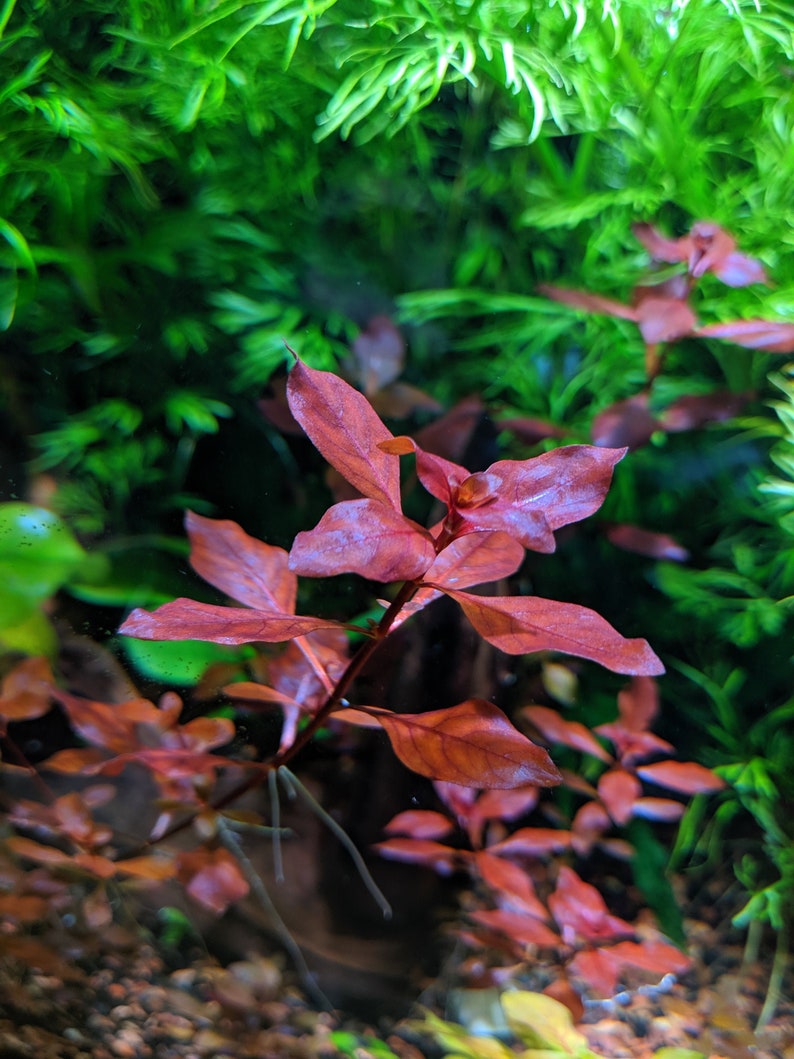 Red Ludwigia Palustris, Aquarium Plants for beginner, Red Freshwater Plant image 3