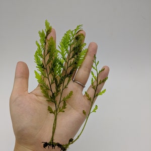 Live African Water Fern / Bolbitis heudelotii, Aquarium Plants image 7