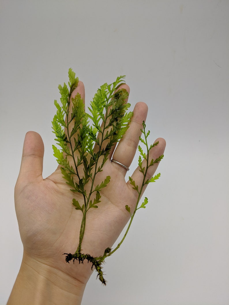 Live African Water Fern / Bolbitis Heudelotii Aquarium Plants Etsy