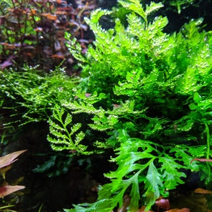 Live African Water Fern / Bolbitis heudelotii, Aquarium Plants image 2