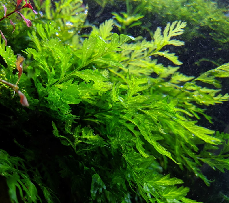Live African Water Fern / Bolbitis Heudelotii Aquarium Plants Etsy