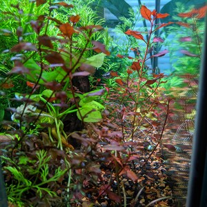 Red Ludwigia Palustris, Aquarium Plants for beginner, Red Freshwater Plant image 7