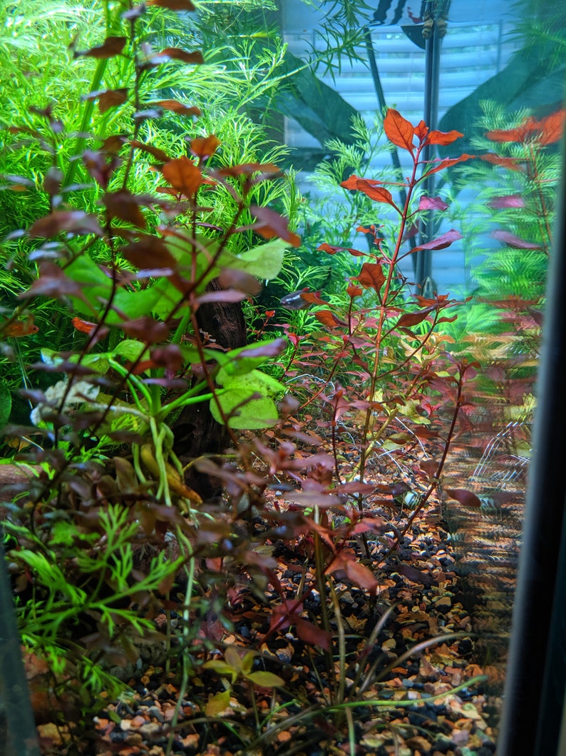 Red Ludwigia Palustris, Aquarium Plants for beginner, Red Freshwater Plant image 7