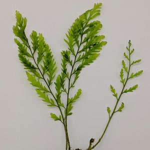 Live African Water Fern / Bolbitis heudelotii, Aquarium Plants image 5