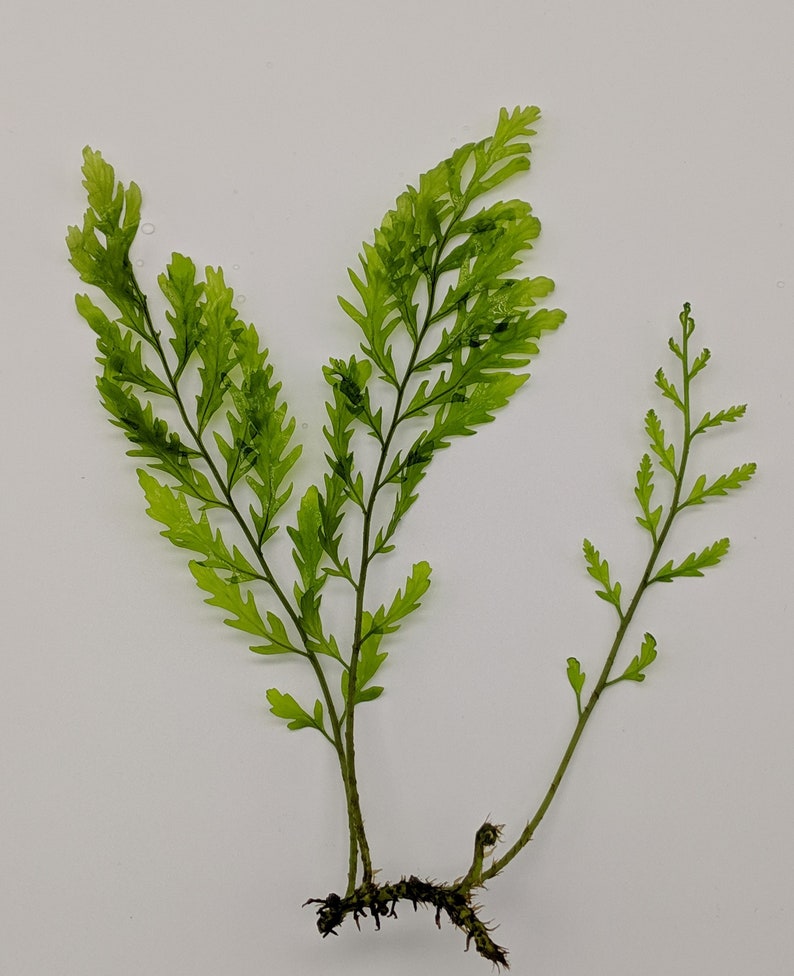 Live African Water Fern / Bolbitis heudelotii, Aquarium Plants image 5