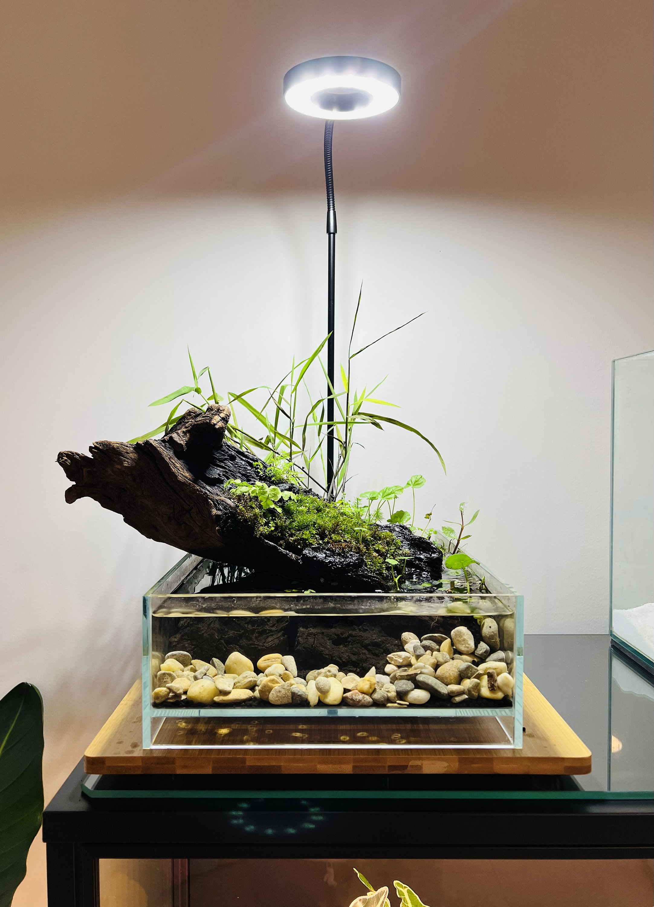 Acuario HIRO Aquatics Nano Tall Sin Marco, De 1.3/2.3 Galones, Con Bajo Contenido De Hierro, Extra Transparente Y Estilo Flotante - México