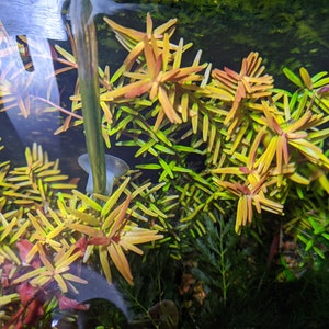 Rotala 'Vietnam H'ra', Mid to Background Plants image 2