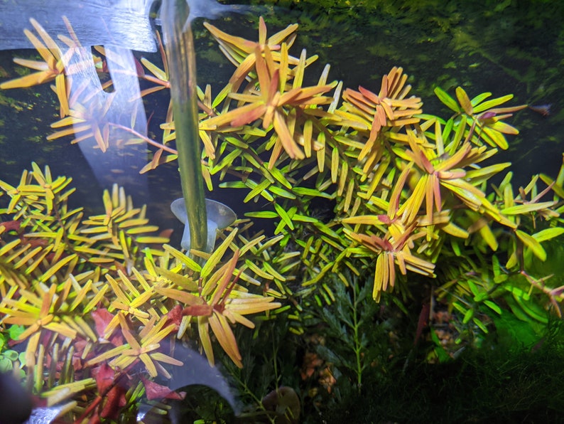 Rotala 'Vietnam H'ra', Mid to Background Plants image 2