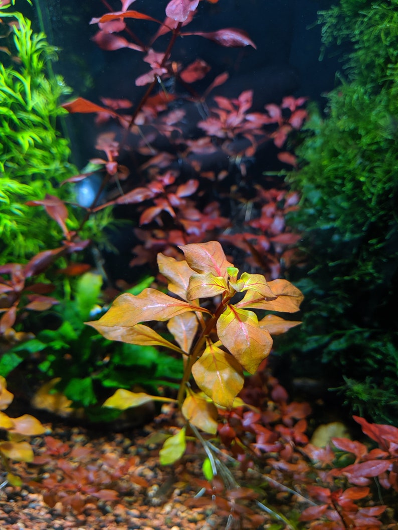 Red Ludwigia Palustris, Aquarium Plants for beginner, Red Freshwater Plant image 5