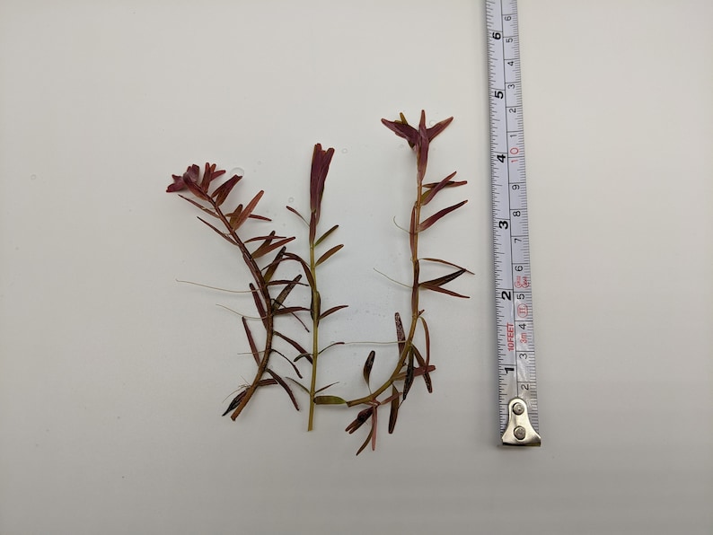 Rotala 'Vietnam H'ra', Mid to Background Plants image 3