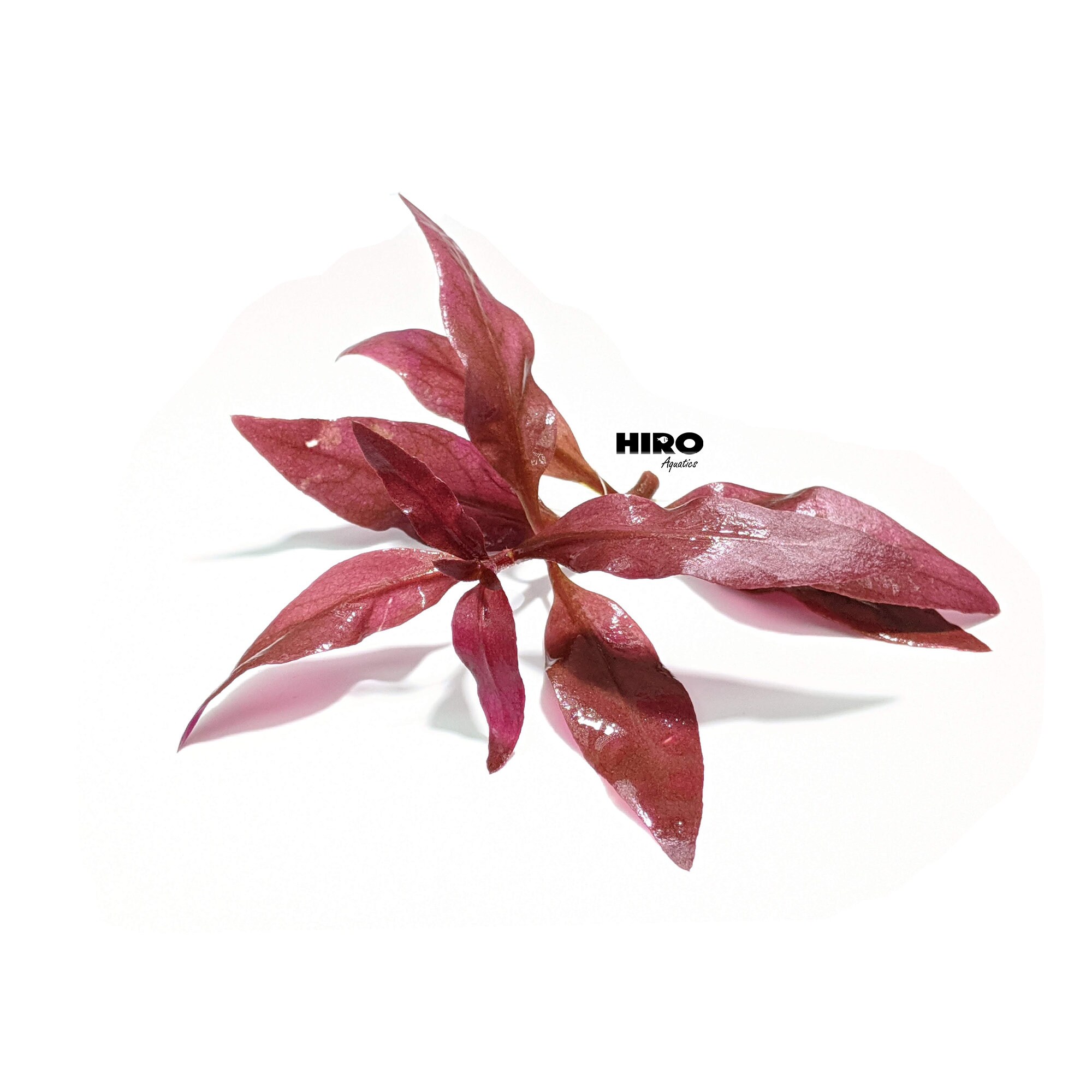 3 Stems Of Alternanthera Reineckii Mini Red Carpet Live Etsy