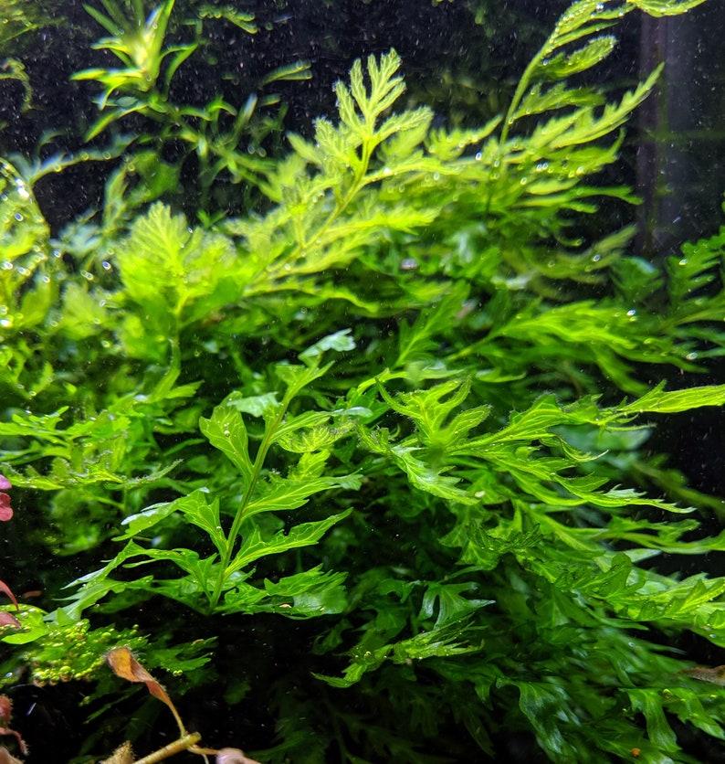 Live African Water Fern / Bolbitis heudelotii, Aquarium Plants image 3