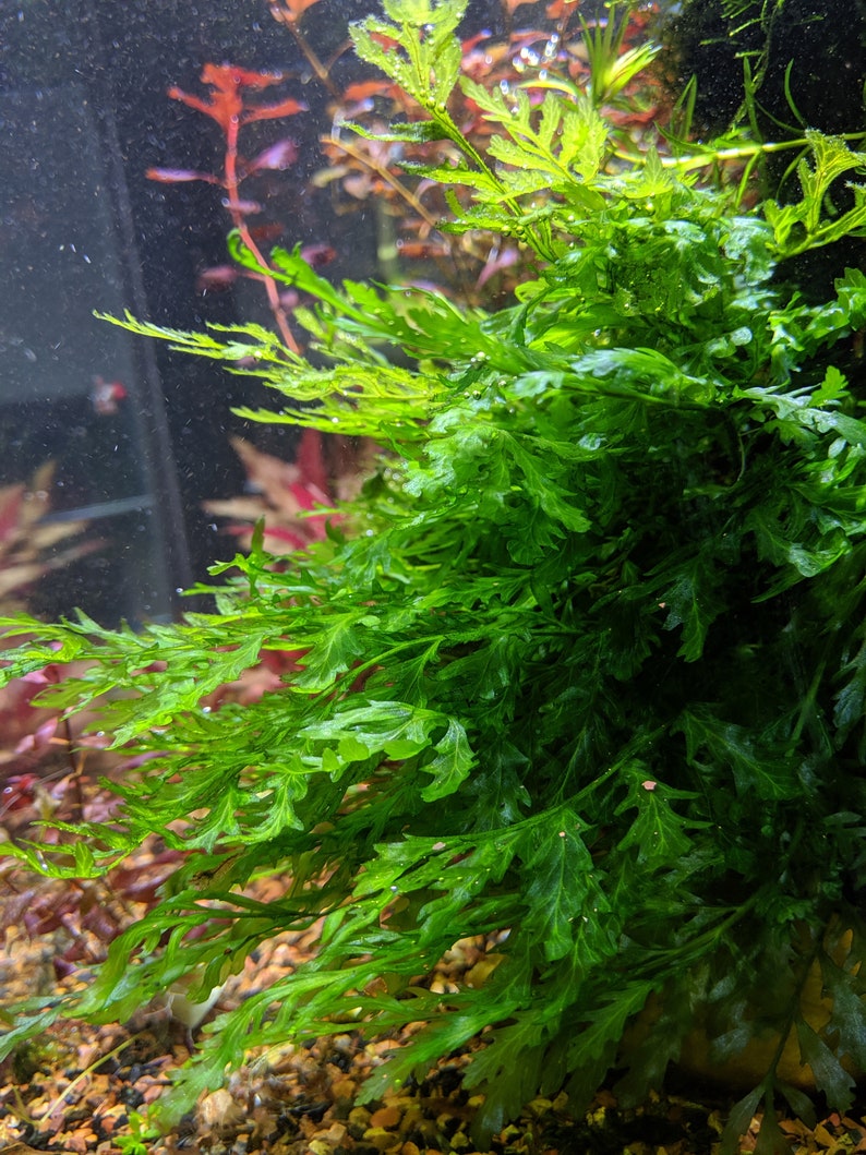 Live African Water Fern / Bolbitis heudelotii, Aquarium Plants image 4