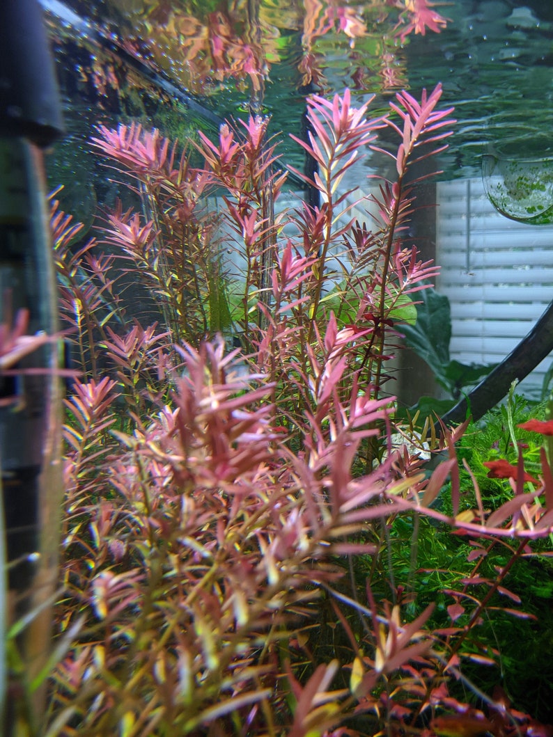 Rotala 'Vietnam H'ra', Mid to Background Plants image 1