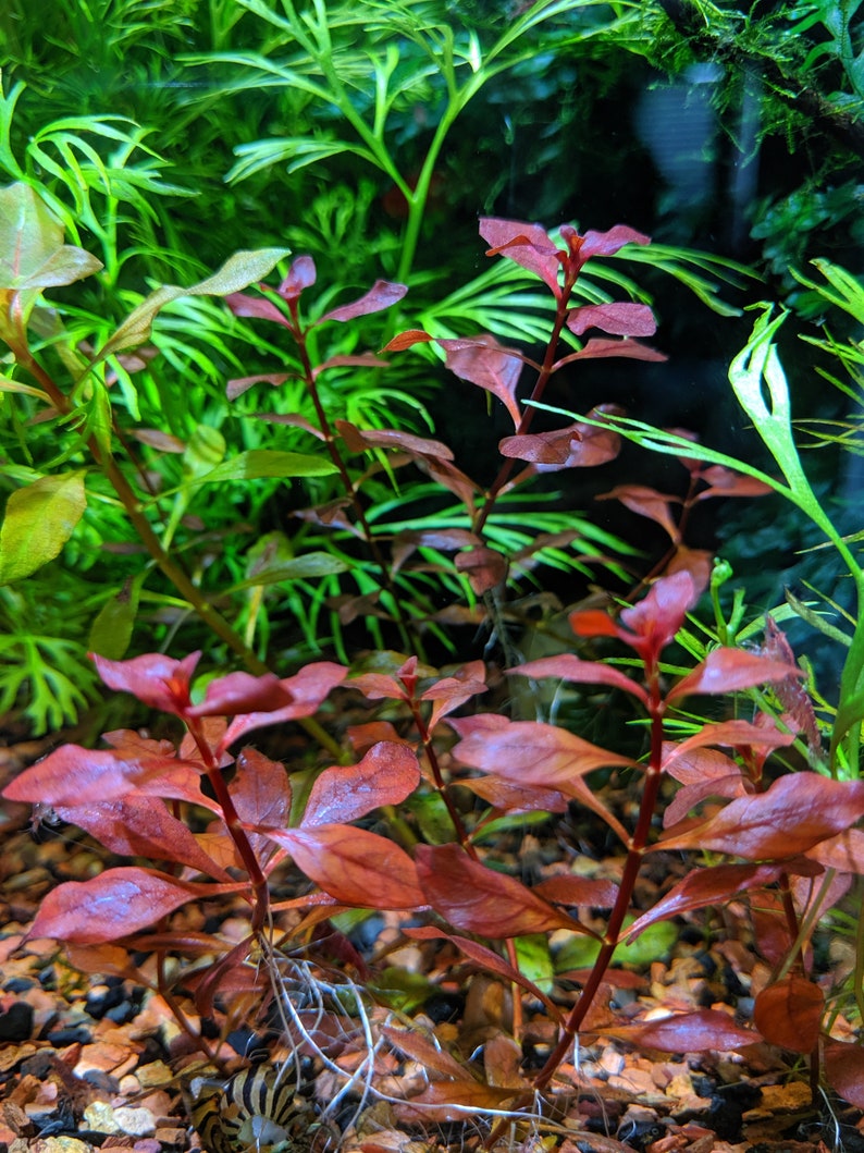 Red Ludwigia Palustris, Aquarium Plants for beginner, Red Freshwater Plant image 4