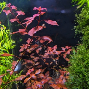 Red Ludwigia Palustris, Aquarium Plants for beginner, Red Freshwater Plant image 6