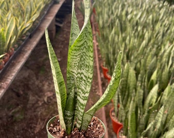Sansevieria Green Snake Plant Air Purifying plant 4’’ pot