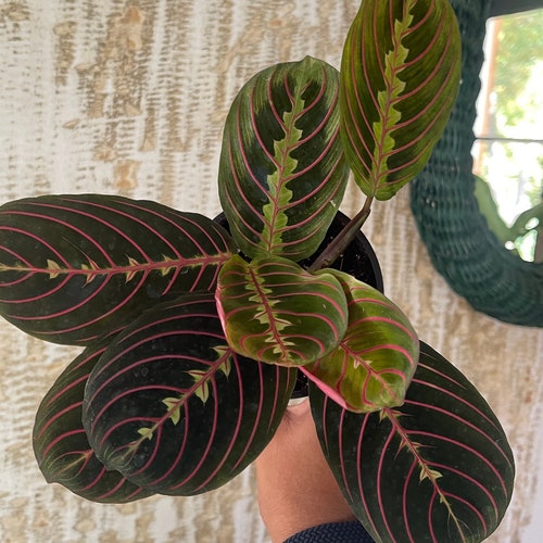 Red Maranta Prayer Plant Large 6 Pot Etsy