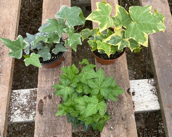 English Ivy collection 3 plants Bundle 3-4” pots