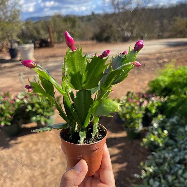 2’’ Christmas Cactus Holiday Cactus live plant