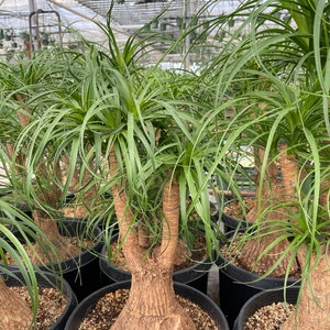 LARGE Beucarnea Recurvata Ponytail Palm with Character 2' tall