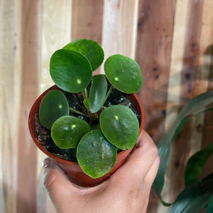 4” pilea Chinese money plant