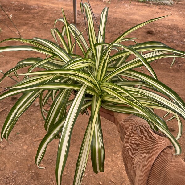 Chlorophytum Comosum 'Reverse Variegatum' - Spider Plant | Rooted Plant Co