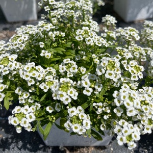 Sweet Alyssum ‘ Giga White’ Live plant 4’’ pot