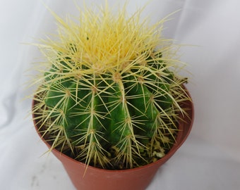Golden Barrel Cactus Etsy